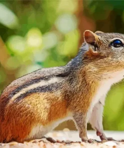 Least Chipmunk Diamond Painting