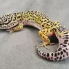 Leopard Gecko Diamond Painting