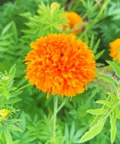 Marigold Flower Diamond Painting