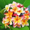 Plumeria Flowers Diamond Painting