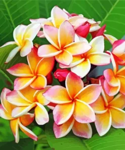 Plumeria Flowers Diamond Painting