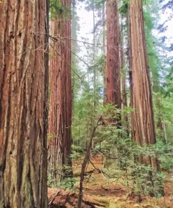 Redwood Trees Diamond Painting