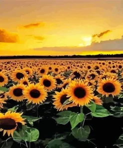 Sunflowers Field And Sunset Diamond Painting
