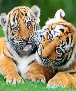 Tigers Hug Diamond Painting