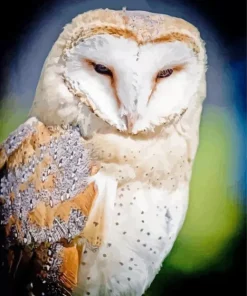 White Owl Diamond Painting
