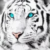 White Tiger Diamond Painting
