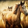 Wild Stallions Diamond Painting