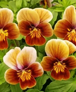 Brown Flowers Diamond Painting