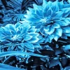 Blue Dahlia Flower Diamond Painting