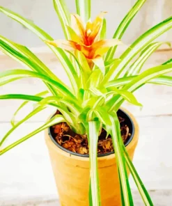 Bromeliad Pot Diamond Painting