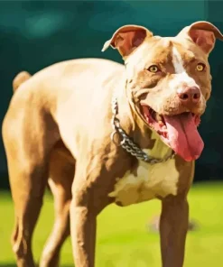 Brown Amstaff Diamond Painting