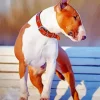 Brown And White English Bull Terrier Diamond Painting