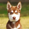 Brown And White Husky Blue Eyes Diamond Painting