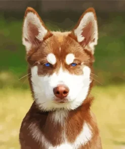 Brown And White Husky Blue Eyes Diamond Painting