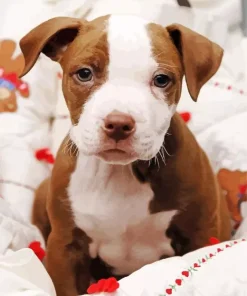 Brown And White Staffordshire Bull Terrier Diamond Painting