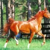 Brown Arabian Horse Diamond Painting