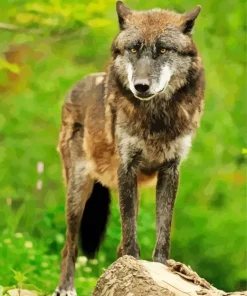 Brown Black Wolf Diamond Painting