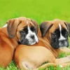 Brown Boxer Puppies Diamond Painting