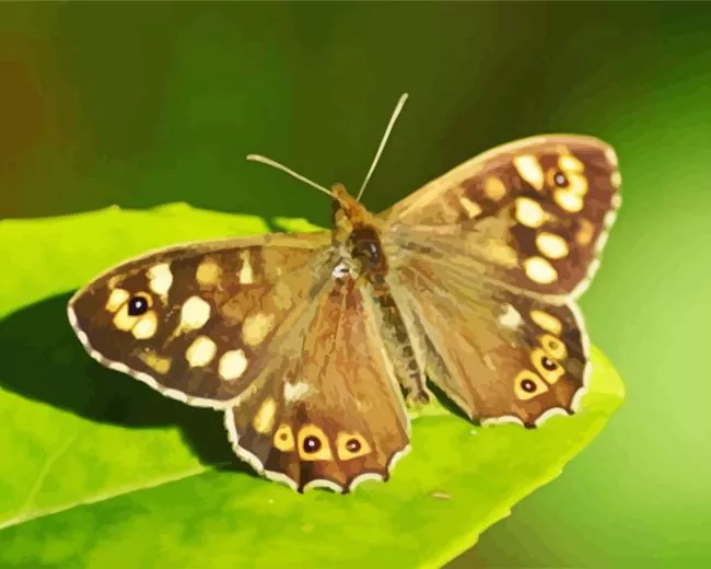 brown butterfly Diamond Paints Brown Butterfly Diamond Painting