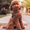 Brown Curly Poodle Dog Diamond Painting