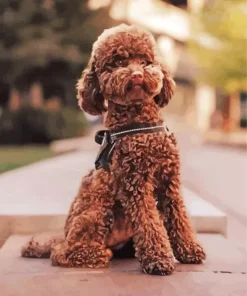 Brown Curly Poodle Dog Diamond Painting