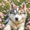 Brown Eyes Husky Diamond Painting