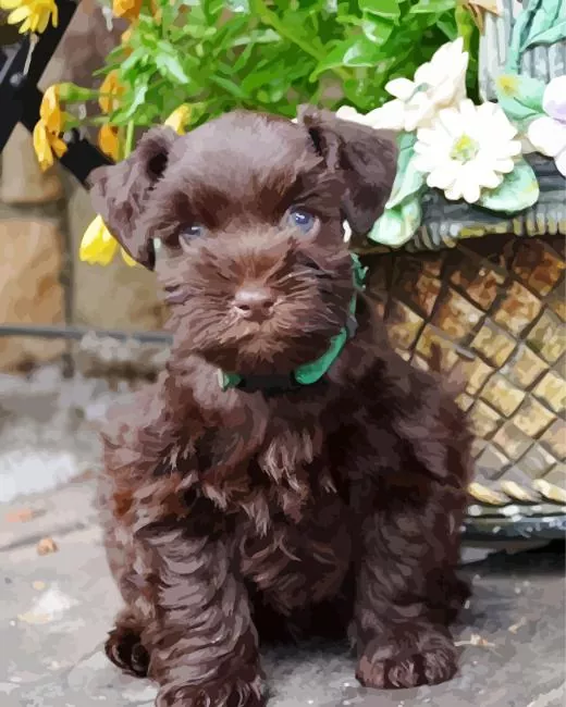 brown mini schnauzer Diamond By Numbers Brown Mini Schnauzer Diamond Painting
