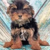 Brown Morkie Dog Diamond Painting