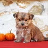 Brown Morkie Puppy Diamond Painting