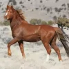 Brown Stallion Diamond Painting