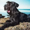 Giant Schnauzer Dog Diamond Painting