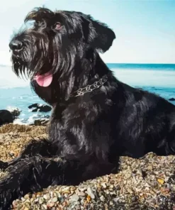 Giant Schnauzer Dog Diamond Painting