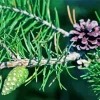Jack Pine Plant Diamond Painting
