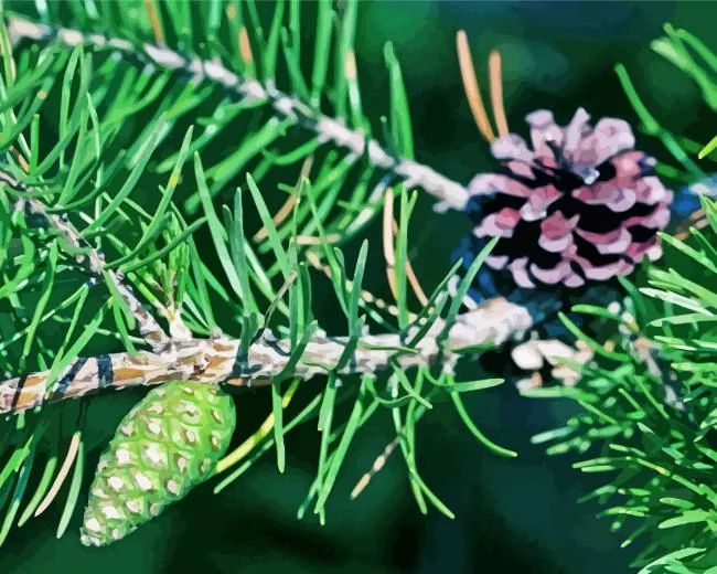 jack pine plant Diamond With Numbers Jack Pine Plant Diamond Painting