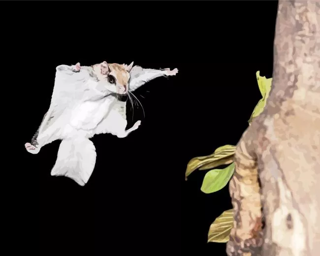 jumping squirrel Diamond With Numbers Jumping Squirrel Diamond Painting