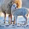 Lamb In Snow Diamond Painting