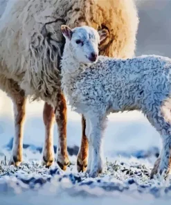 Lamb In Snow Diamond Painting