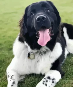 Landseer Dog Diamond Painting