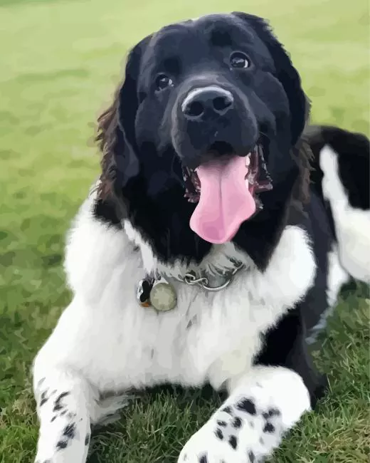 landseer dog Diamond With Numbers Landseer Dog Diamond Painting