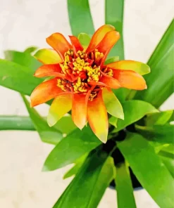 Orange Bromeliad Plant Diamond Painting