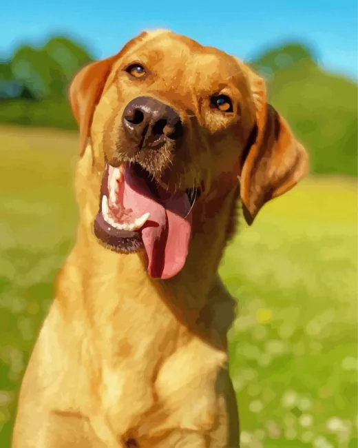 red fox labrador Diamond By Numbers Red Fox Labrador Diamond Painting