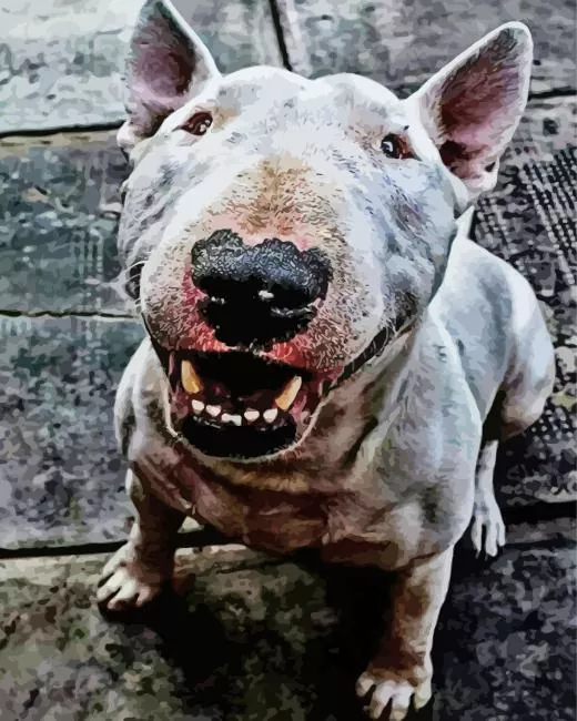 Gray bull terrier dog Diamond Dotz Gray Bull Terrier Dog Diamond Painting