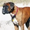 Brown Boxer Diamond Painting