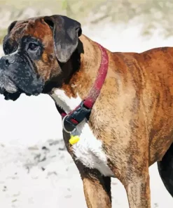 Brown Boxer Diamond Painting