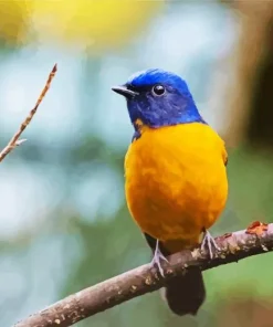 Fujian Niltava Diamond Painting