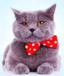 Kitten With Bowtie Diamond Painting