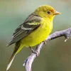 Western Tanager Bird Diamond Painting