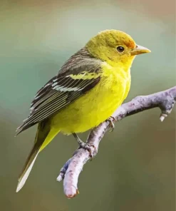Western Tanager Bird Diamond Painting