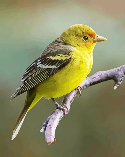 western tanager bird Diamond Paintings Western Tanager Bird Diamond Painting