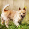 Blonde Cairn Terrier Dog Diamond Painting